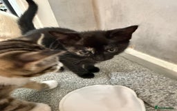 RagaMuffin cats for sale: Ragamuffin kittens  - Image 26
