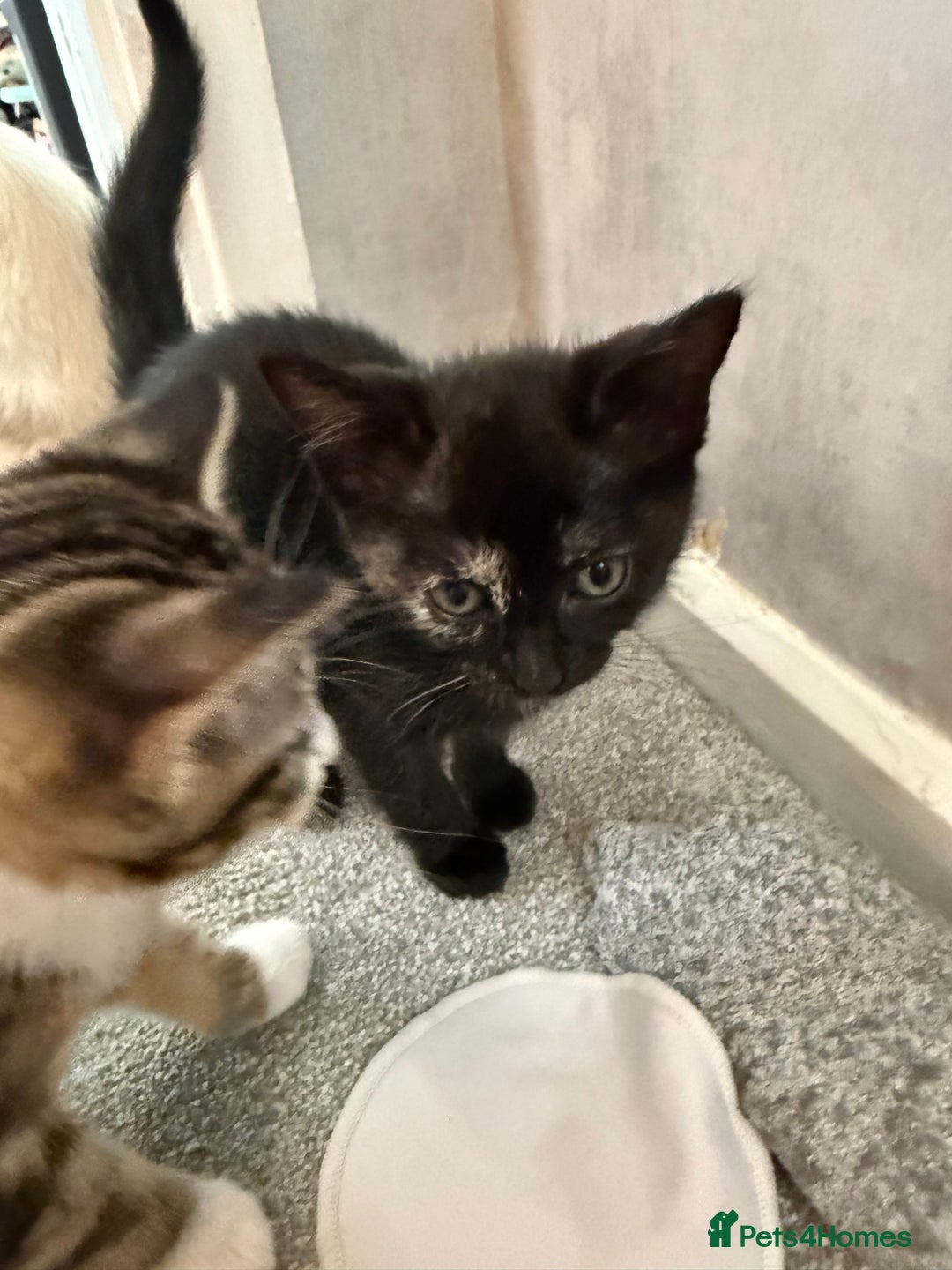 RagaMuffin cats for sale: Ragamuffin kittens  - Image 26