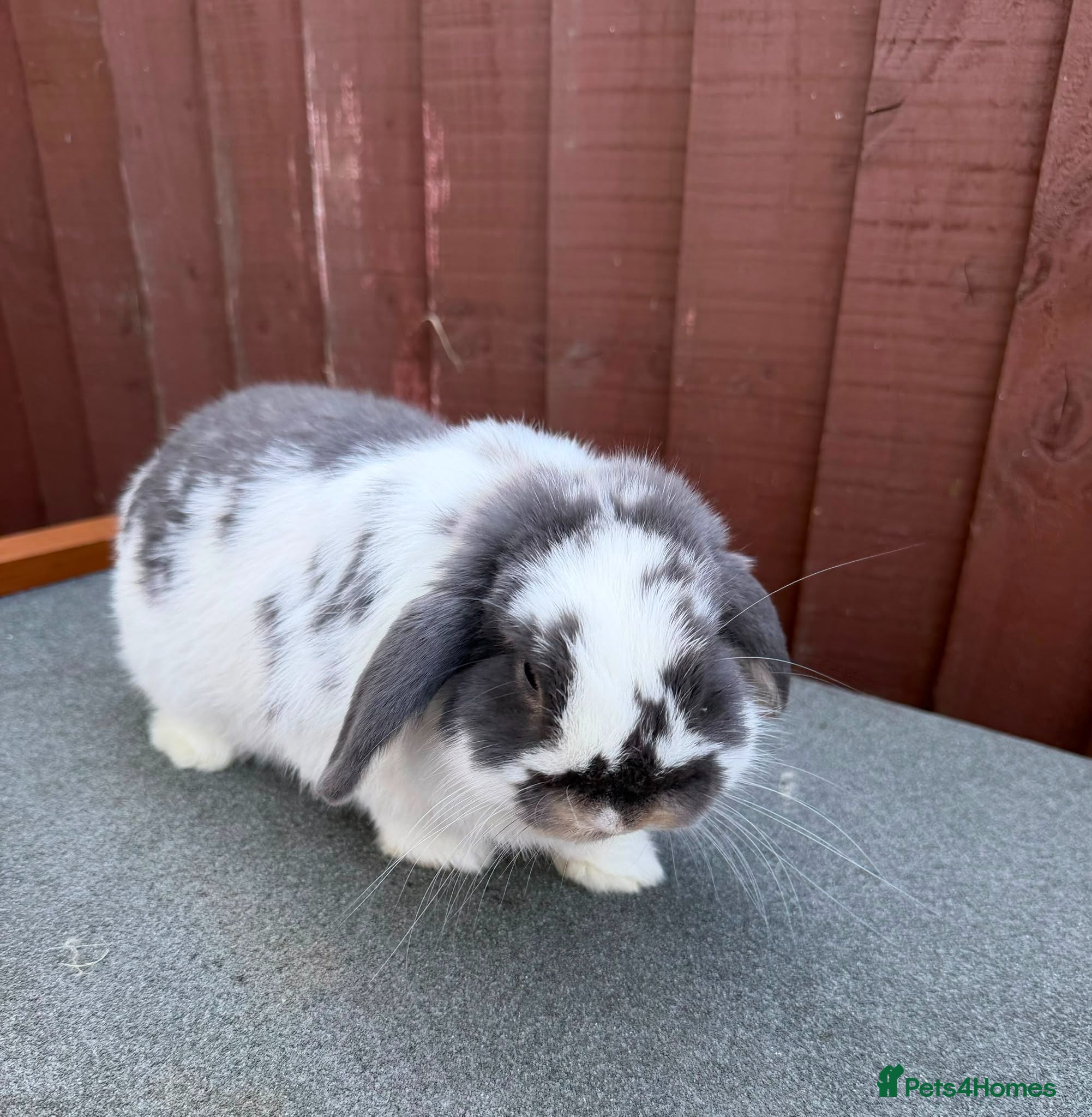 Mini Lop rabbits Purebred Blue Otter butterfly Buck for sale  - Advert 1