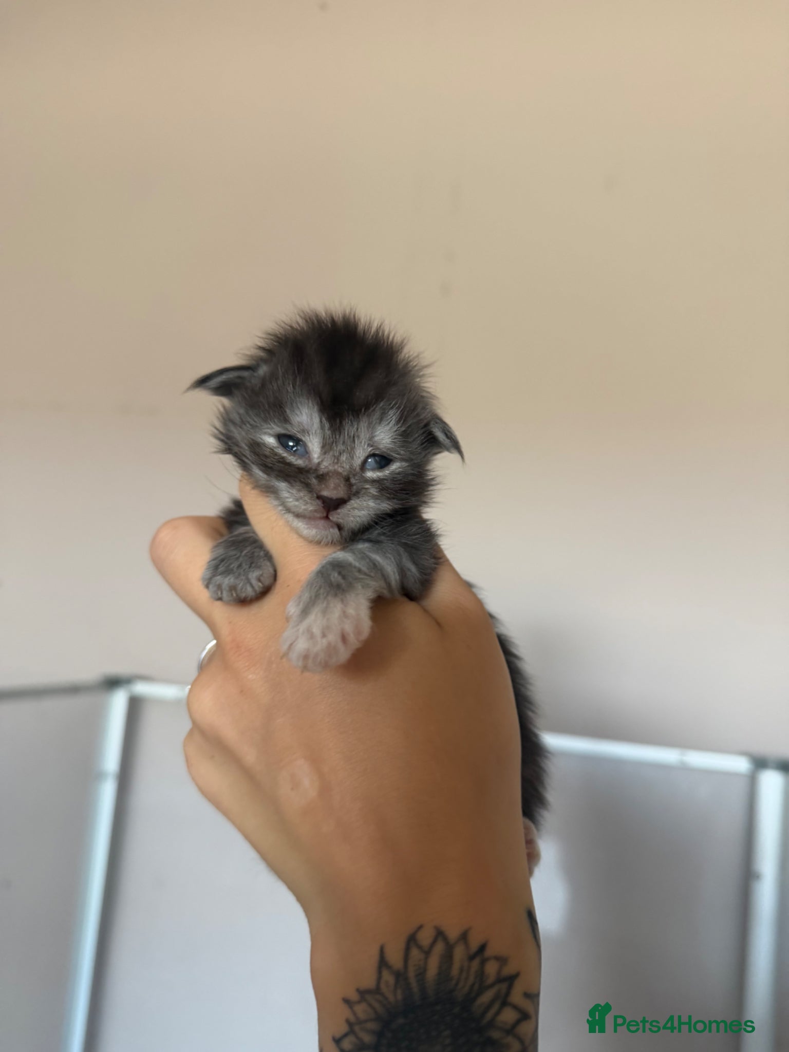 Maine Coon cats for sale: Moons Maines Maine Coon Kittens  - Advert 9