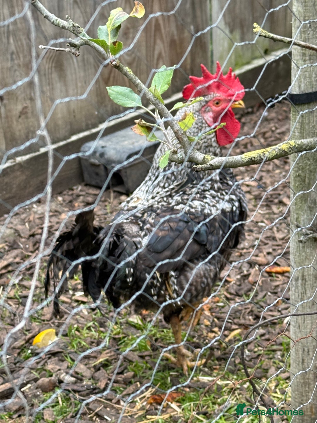 Chickens poultry for sale: Cockerels For Sale - Image 8