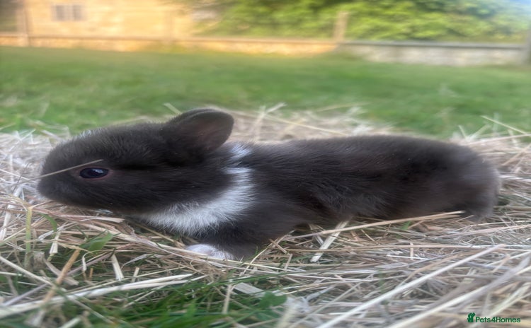Netherland Dwarf rabbits - Advert 4