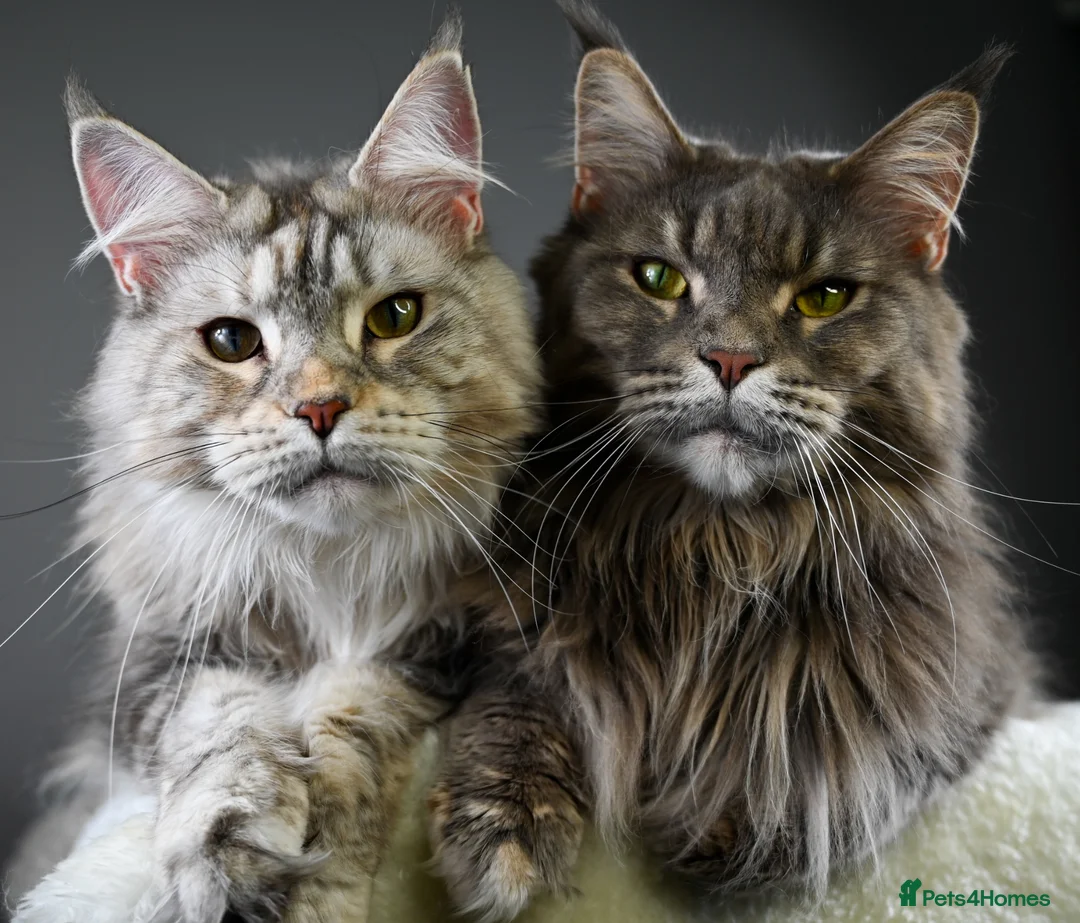 Maine Coon cats for sale: Octavia & Freya  - Advert 1
