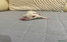 Maltese dogs for sale: Gorgeous pure white Maltese puppies! - Image 5