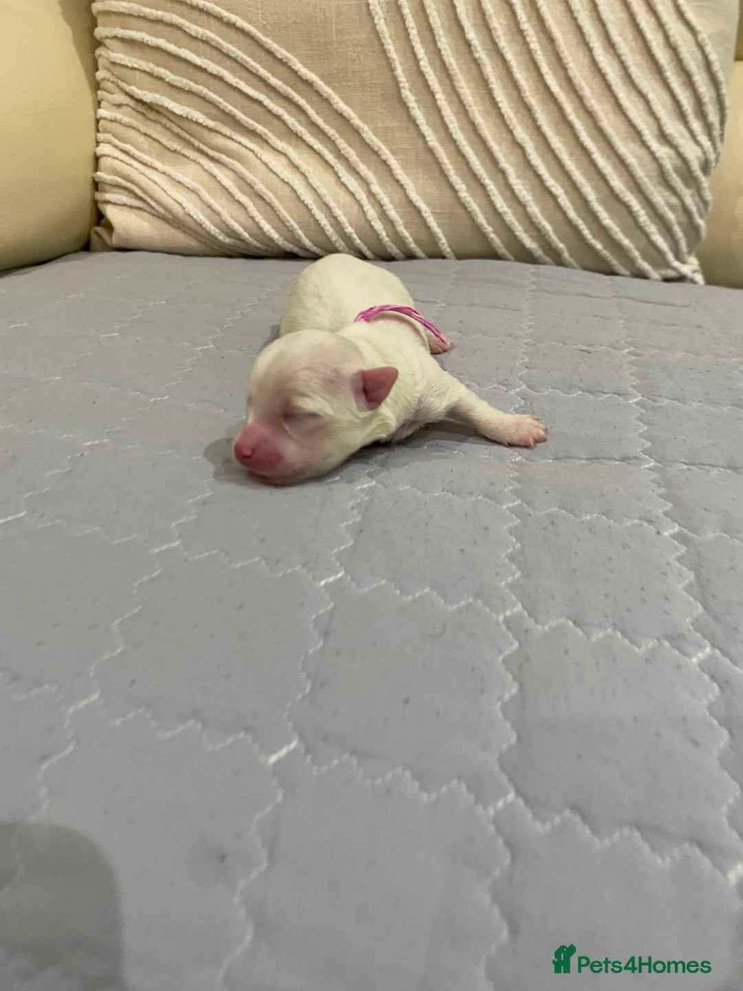Maltese dogs for sale: Gorgeous pure white Maltese puppies! - Image 5