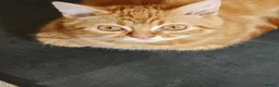 Mixed Breed cats for sale: Three 14 week old kittens - Advert 10