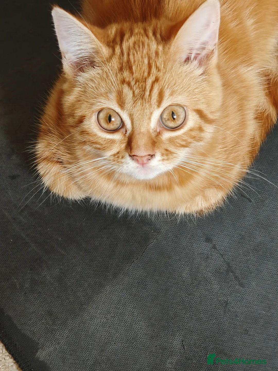 Mixed Breed cats for sale: Three 14 week old kittens - Advert 10