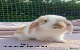 Mini Lop rabbits for sale: Mini lop bunnies  - Image 13