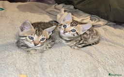 Bengal cats for sale: Bengal Kittens  - Image 10