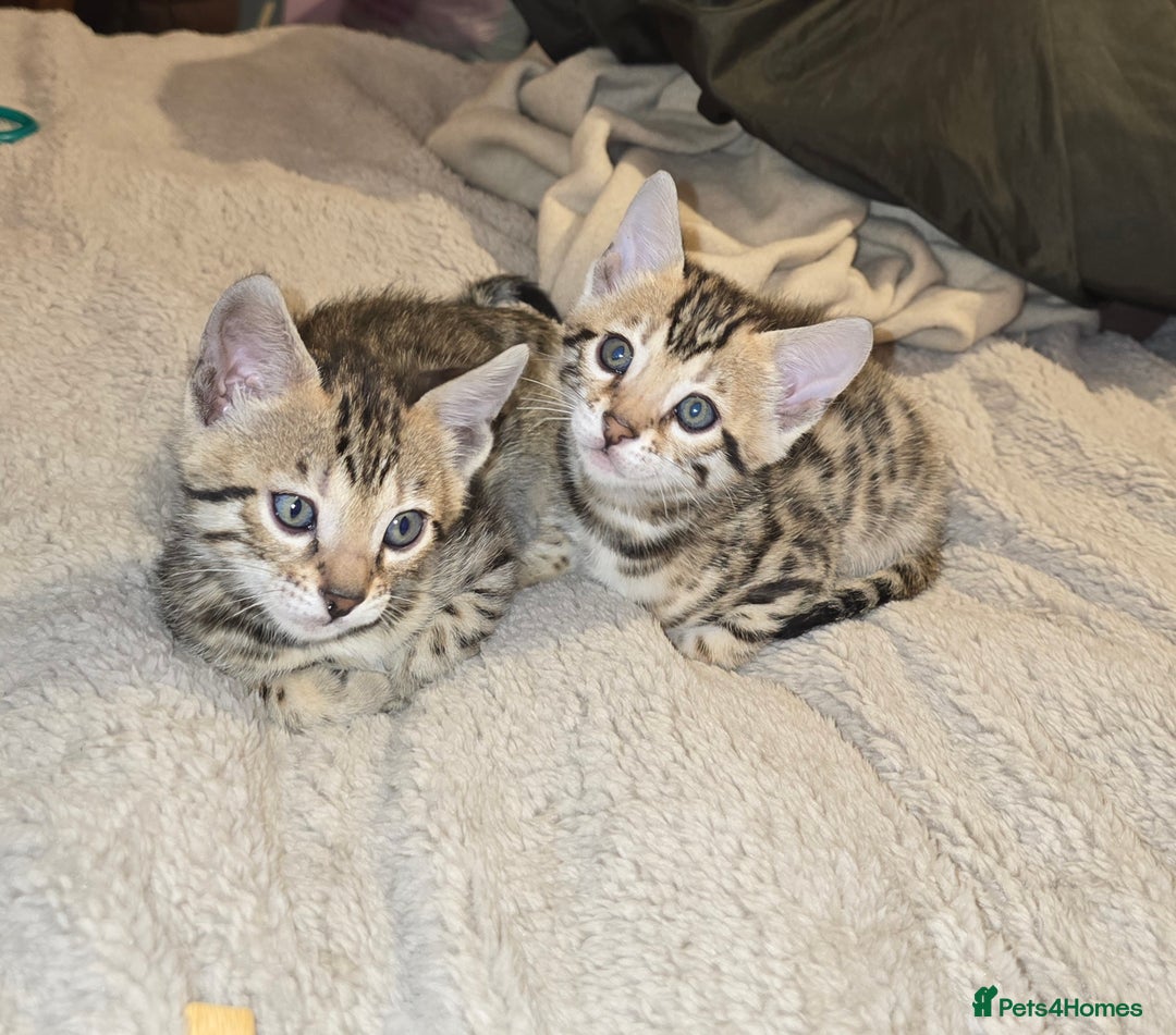 Bengal cats for sale: Bengal Kittens  - Image 10