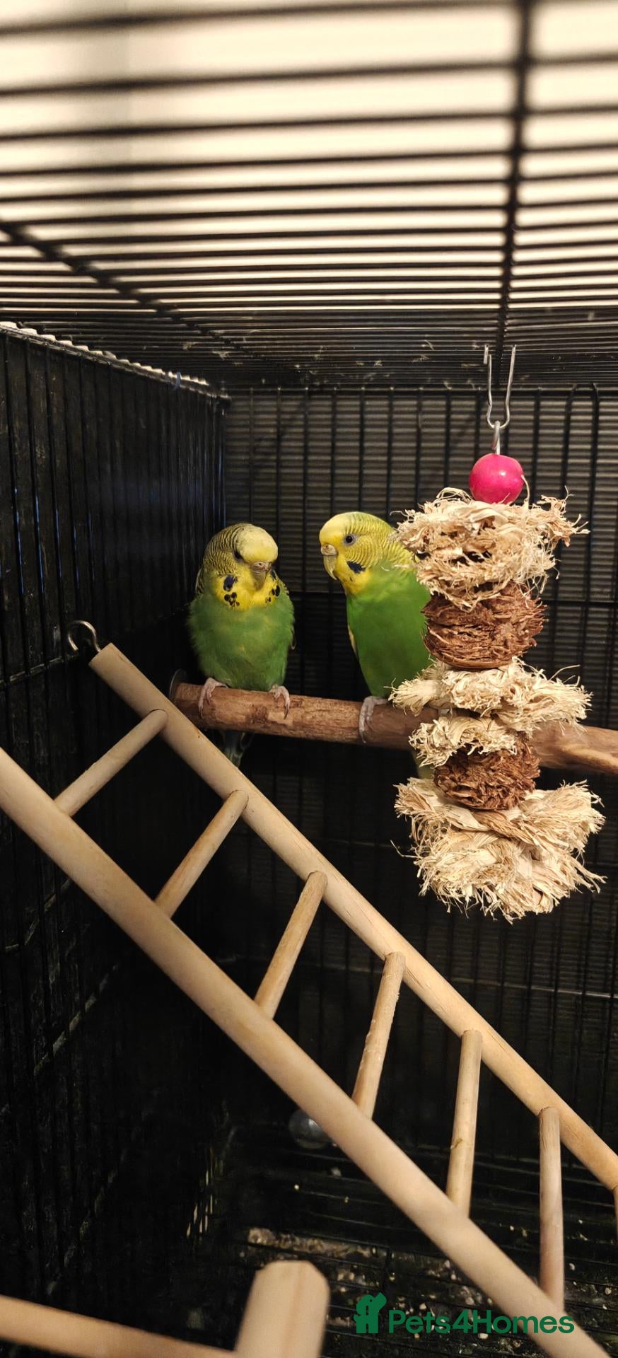 Budgerigars birds Donating a pair of bonded budgies  - Advert 10