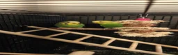 Budgerigars birds for sale: Donating a pair of bonded budgies  in Cannock - Advert 1