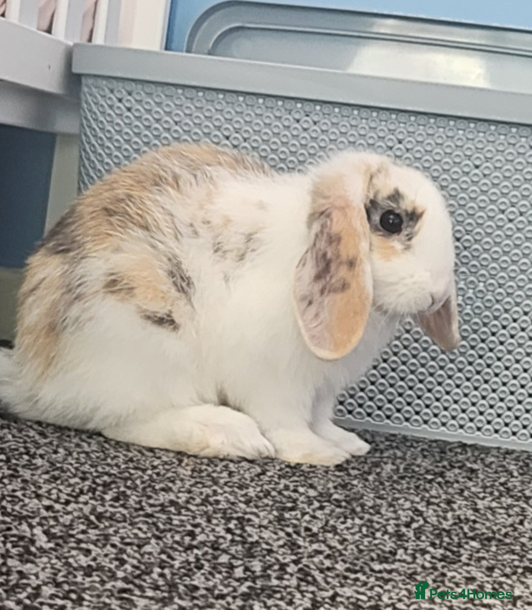 Mini Lop rabbits for sale: Mini lop bunnies. - Image 5