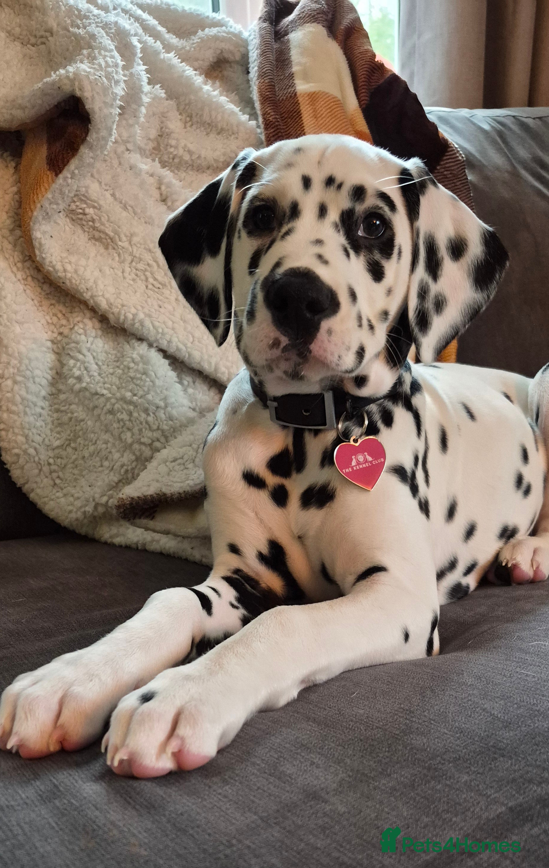 Dalmatian dogs ❤️Exceptional fully hearing KC Dalmatians❤️ - Advert 1