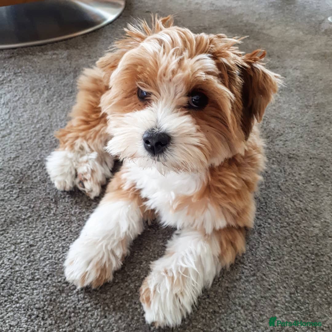 Havanese dogs for sale: Havanese Puppy Rosie Seeking a Loving Home - Advert 6