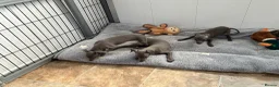 Italian Greyhound dogs for sale: BEAUTIFUL ITALIAN GREYHOUND PUPPIES  - Advert 12