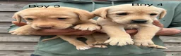 Labrador Retriever dogs for sale: Yellow lab pups  in Bishops Castle - Advert 4