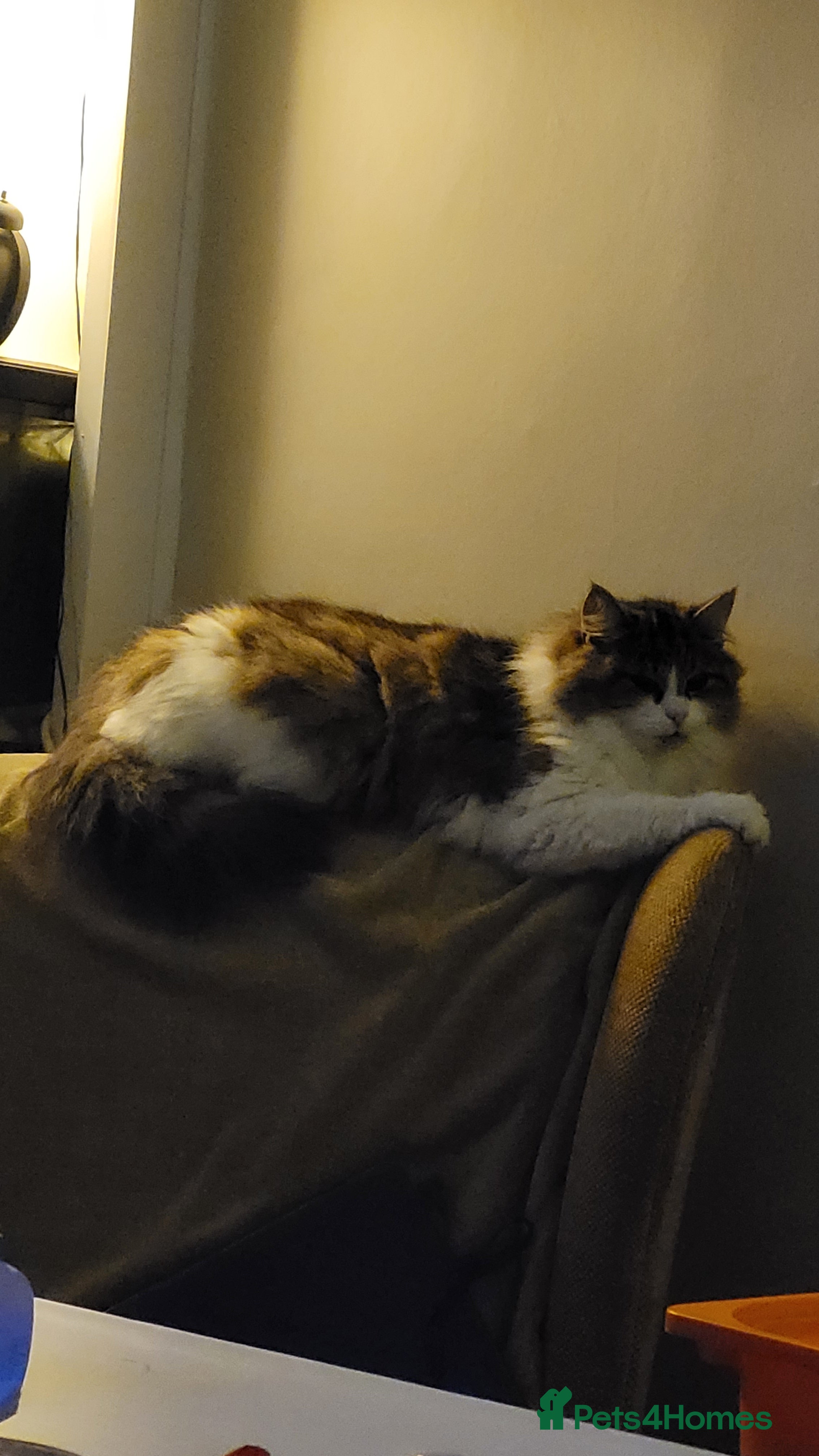 Mixed Breed cats Three boys looking for forever loving home  - Advert 1