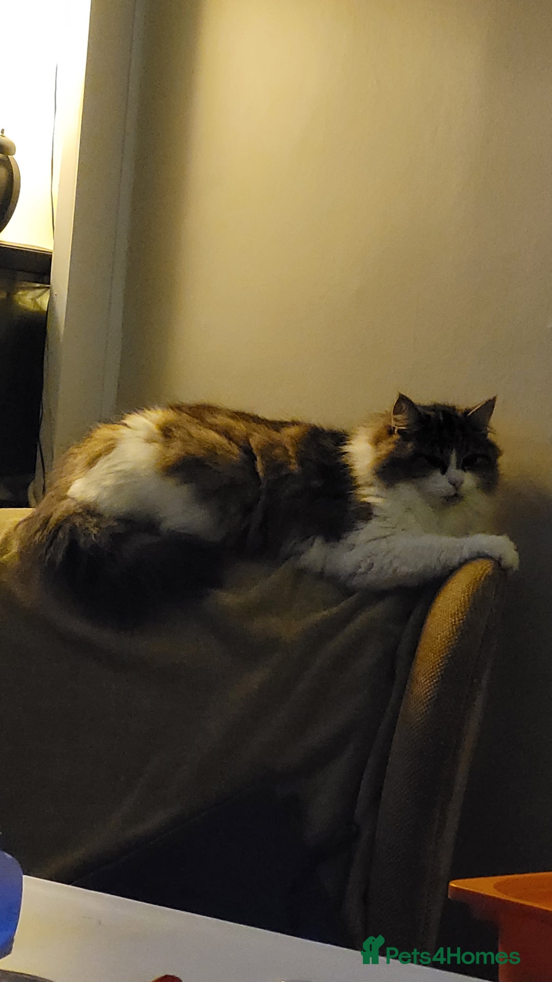 Mixed Breed cats for sale: Three boys looking for forever loving home  - Advert 1