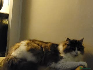 Mixed Breed cats Three boys looking for forever loving home - Advert 12