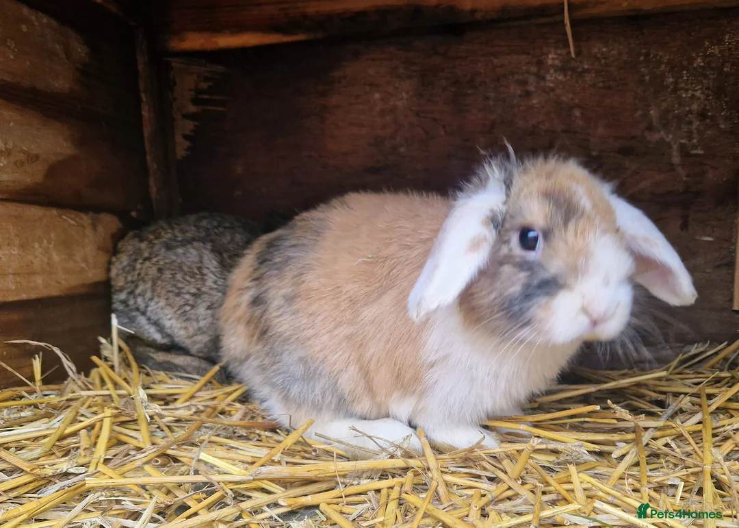 Mini Lop rabbits for sale: Super Cute Purebred Mini Lop Babies- m and f  - Advert 15