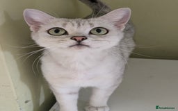 Mixed Breed cats for sale: 2 British Shorthair cross Ragdoll Boys Available  - Image 5
