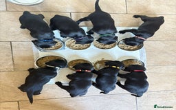 Mixed Breed dogs for sale: Sprockador puppies  - Image 1