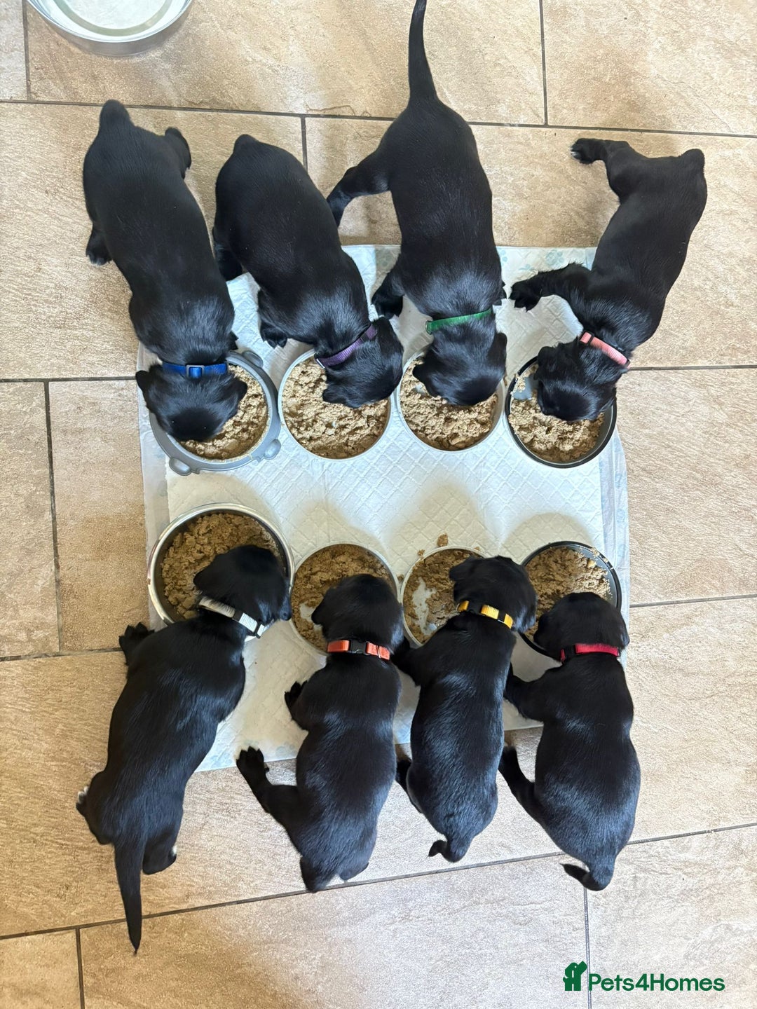 Mixed Breed dogs for sale: Sprockador puppies  - Image 1