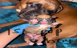 Boxer dogs for sale: 5 beautiful boxer puppies - Image 5
