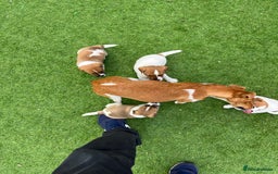 Mixed Breed dogs for sale: Lovely Jack Russel/Plumber puppies - Image 3