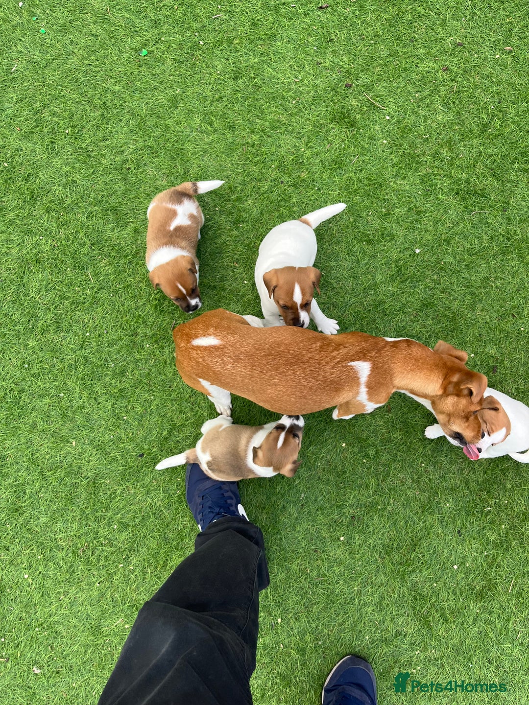 Mixed Breed dogs for sale: Lovely Jack Russel/Plumber puppies - Image 3