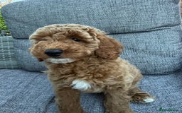 Miniature Poodle dogs for sale: Miniature poodle puppies ready now  - Image 3
