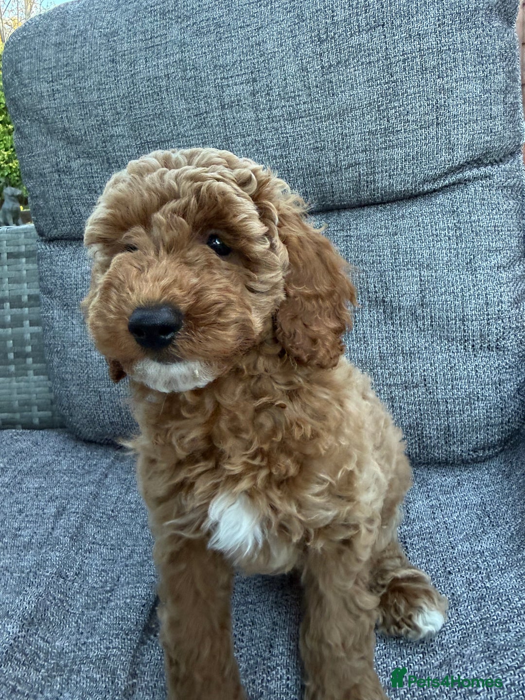 Miniature Poodle dogs for sale: Miniature poodle puppies ready now  - Image 3