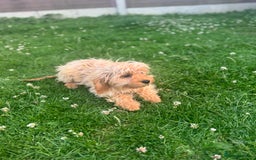 Cavapoo dogs for sale: 2 LEFT *due to time wasters*🐶 in Leicester - Image 4
