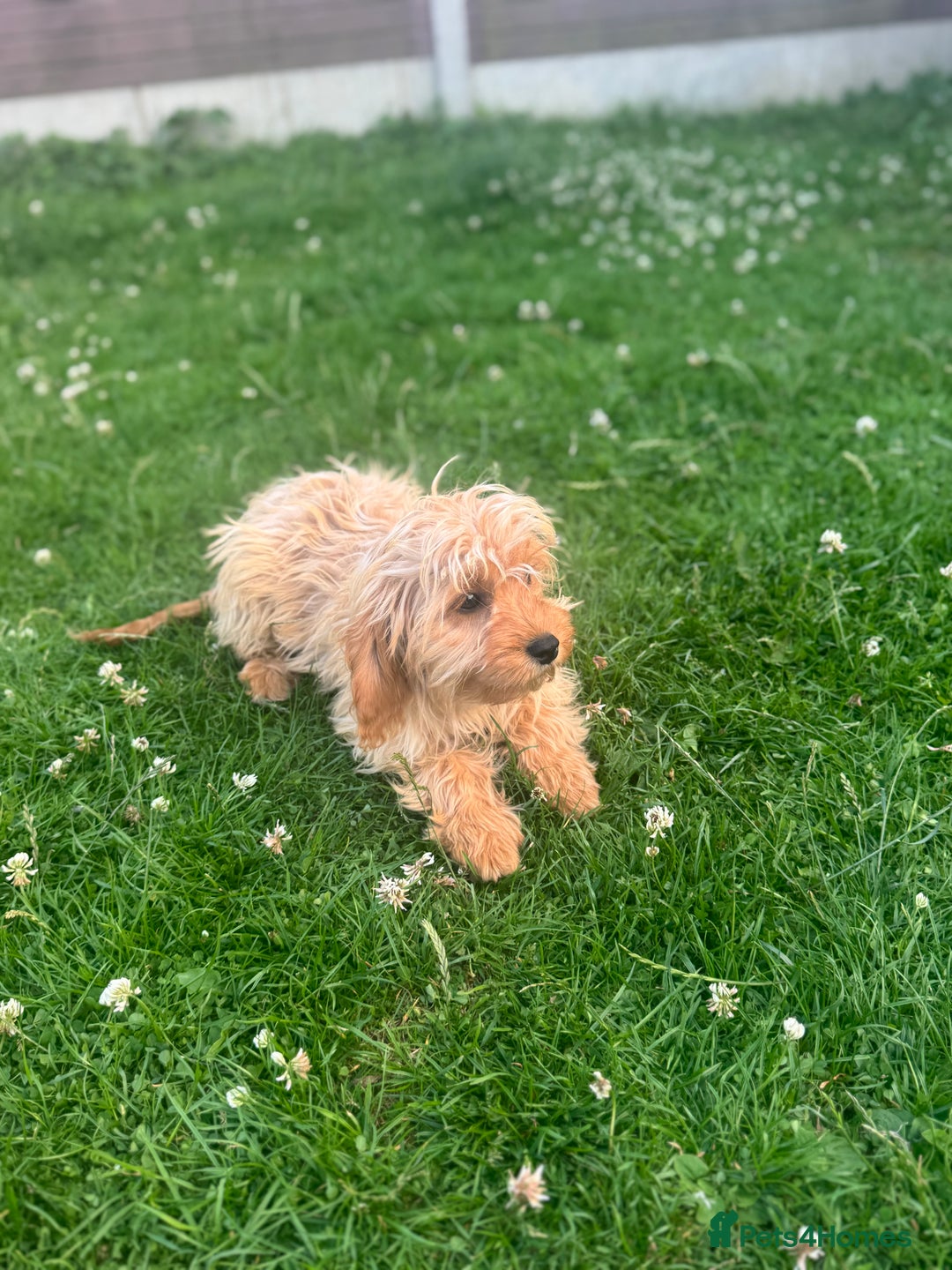 Cavapoo dogs for sale: 2 LEFT *due to time wasters*🐶 in Leicester - Image 4