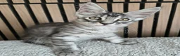Maine Coon cats for sale: 3 Maine Coon kittens. - Advert 11