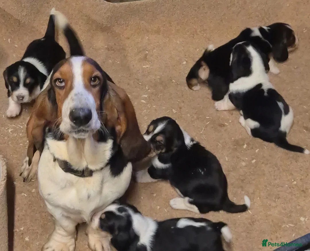 Basset Hound dogs for sale: KC BASSET HOUND PUPPIES HEALTH TESTED PARENTS  - Advert 2