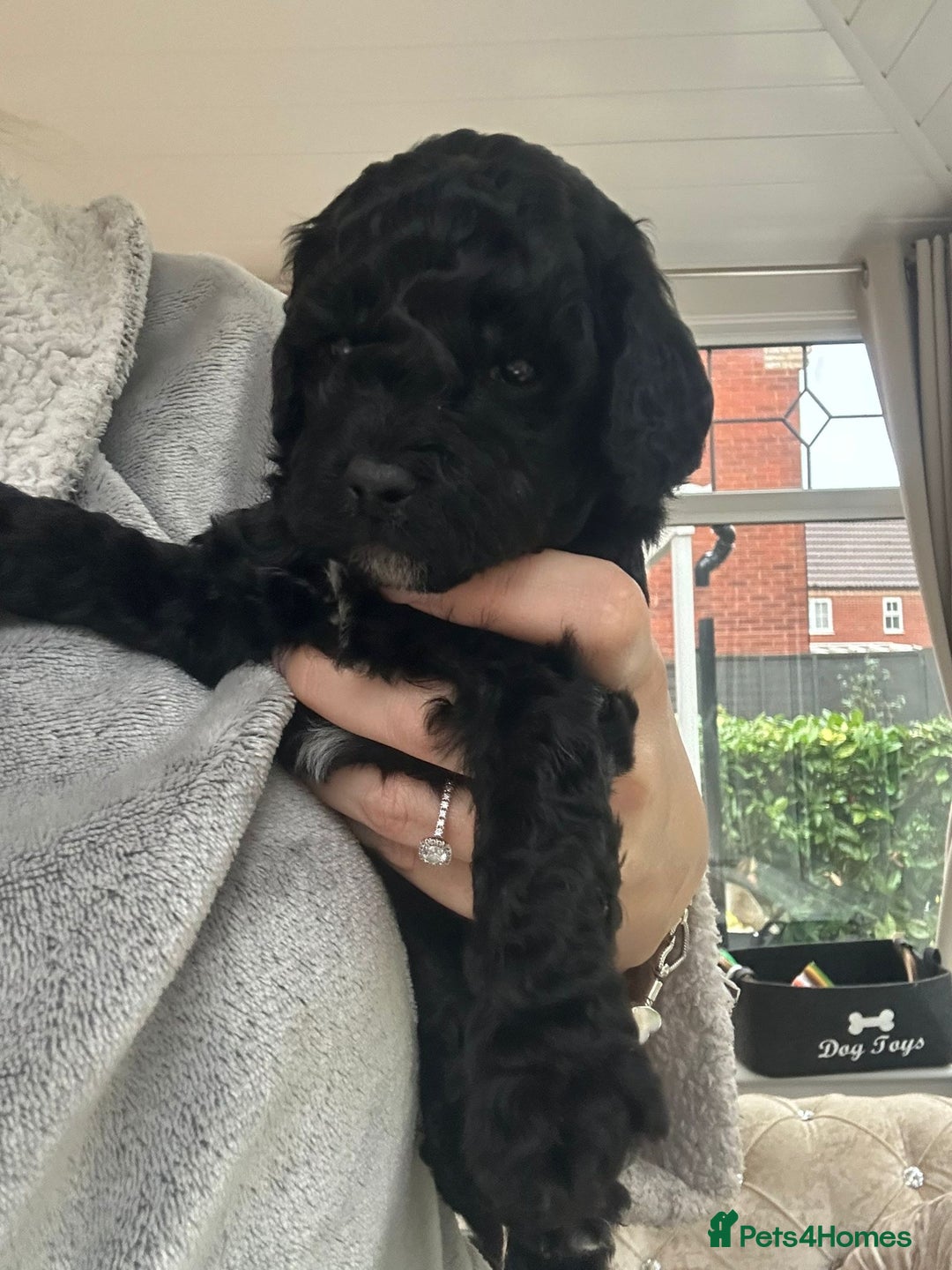 Cockapoo dogs for sale: Stunning f1b cockapoo's for sale  - Advert 9