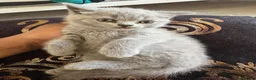 British Shorthair cats for sale: Beautiful British Blue Kittens 🩶 - Advert 3