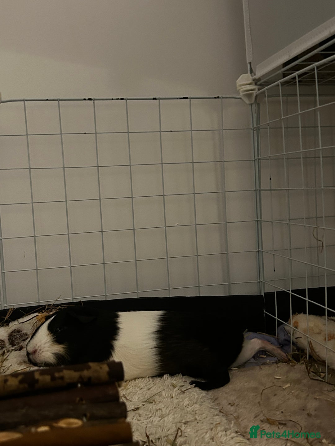 Guinea Pig rodents for sale: Two females for sale - Advert 3