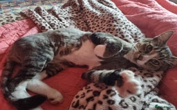 Mixed Breed cats for adoption: TOM a friendly & proud boy who needs a Loving Home - Advert 36