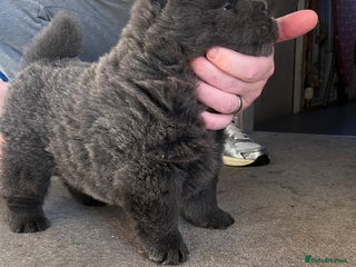 Chow Chow dogs Chow Chow puppy (top blood lines) - Advert 6
