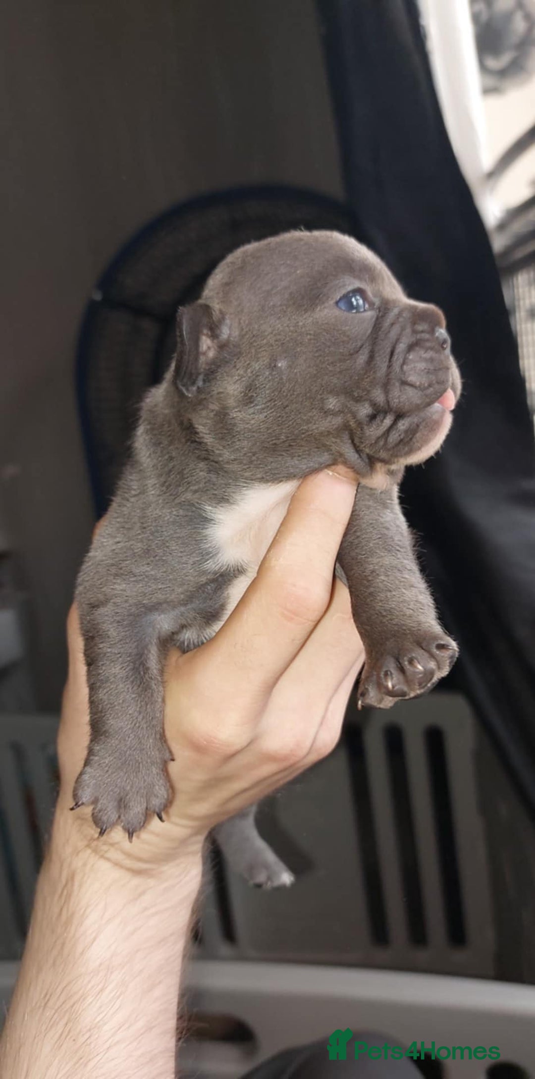 French Bulldog dogs for sale: 9 week old frenchie puppies  - Image 5