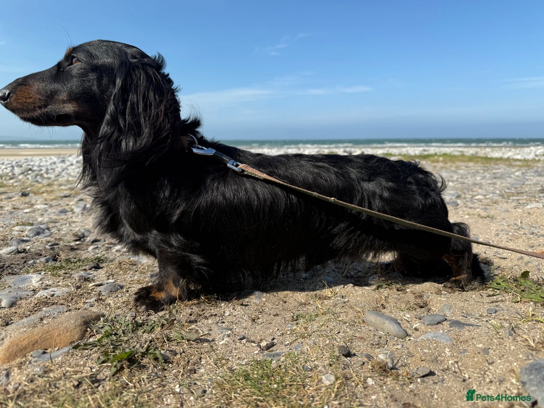 Miniature Dachshund dogs for stud: Black and Tan brindle - Miniature longhair STUD in Manchester - Advert 2