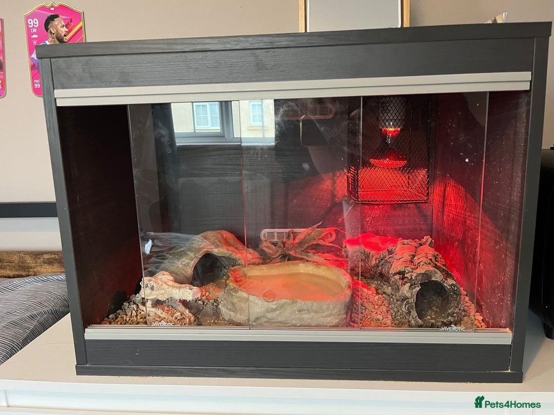 Snake reptiles for sale: 🐍Toffee Western Hognose Snake + Full Setup (£180) - Image 7