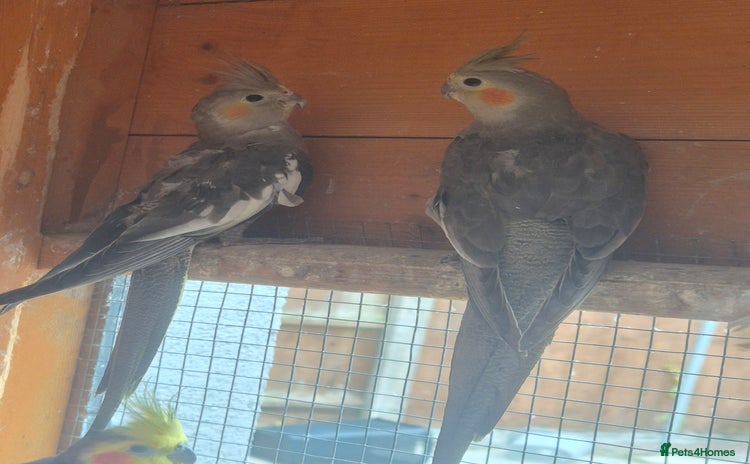 Finches birds - Advert 1