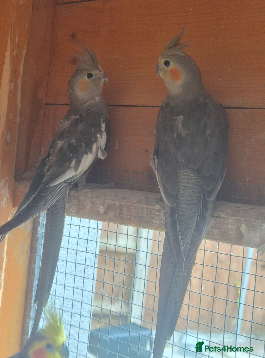 Finches birds for sale: Cockatiels and zebra finches  - Image 1