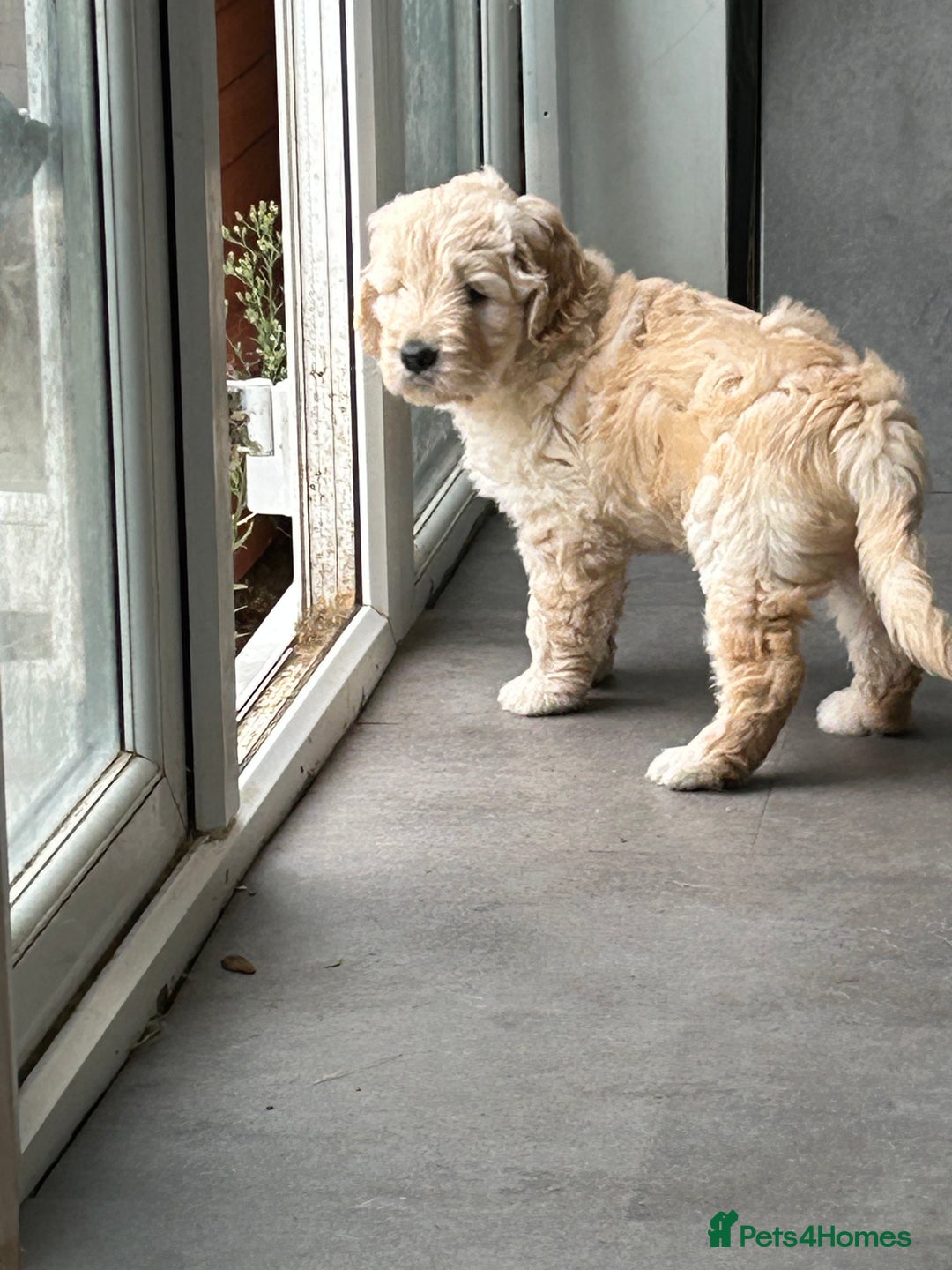 Goldendoodle dogs for sale: Adorable goldendoodle puppy - Image 6