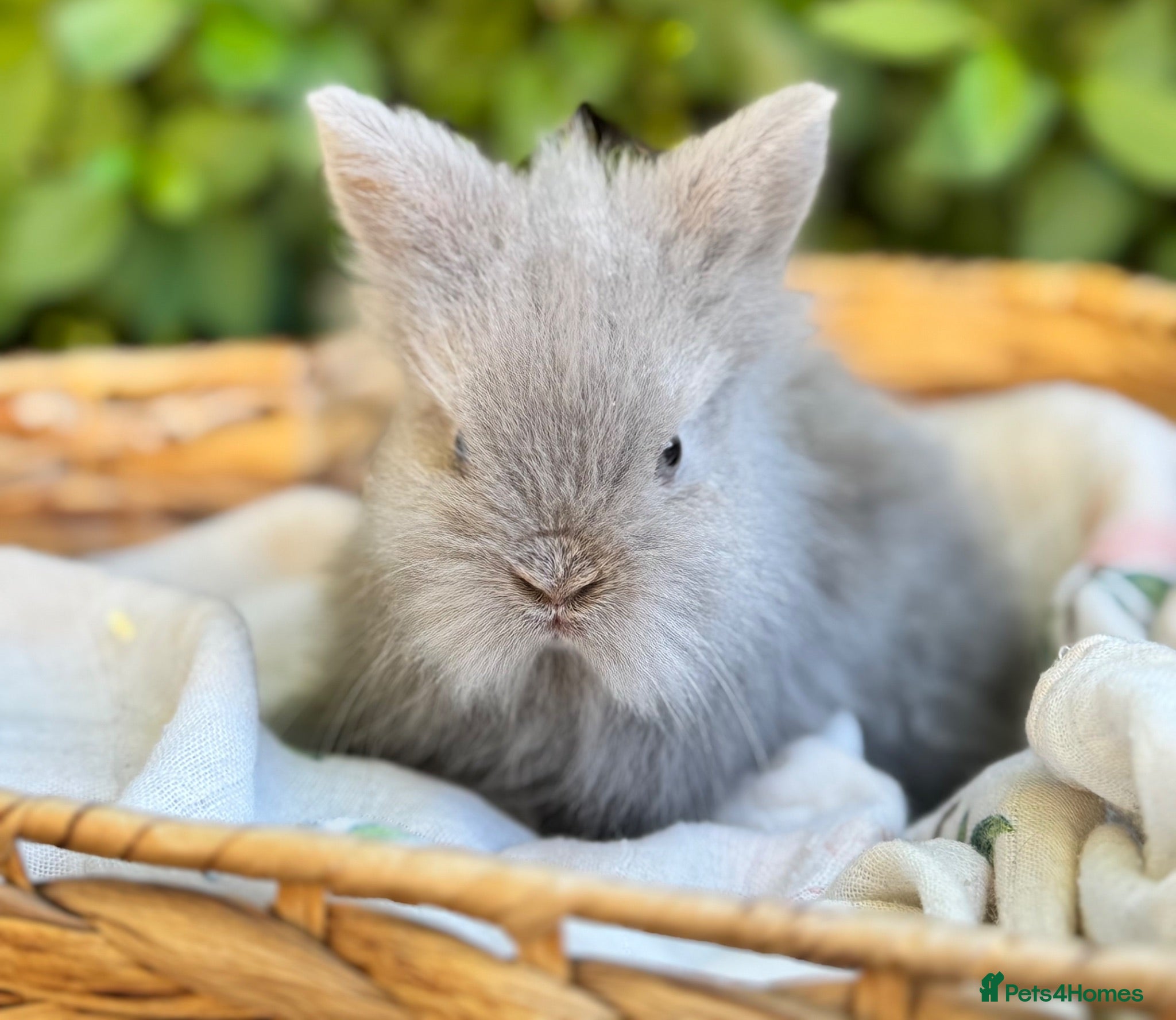 Mini Lion Lop rabbits Lion lops looking for good homes! - Advert 12