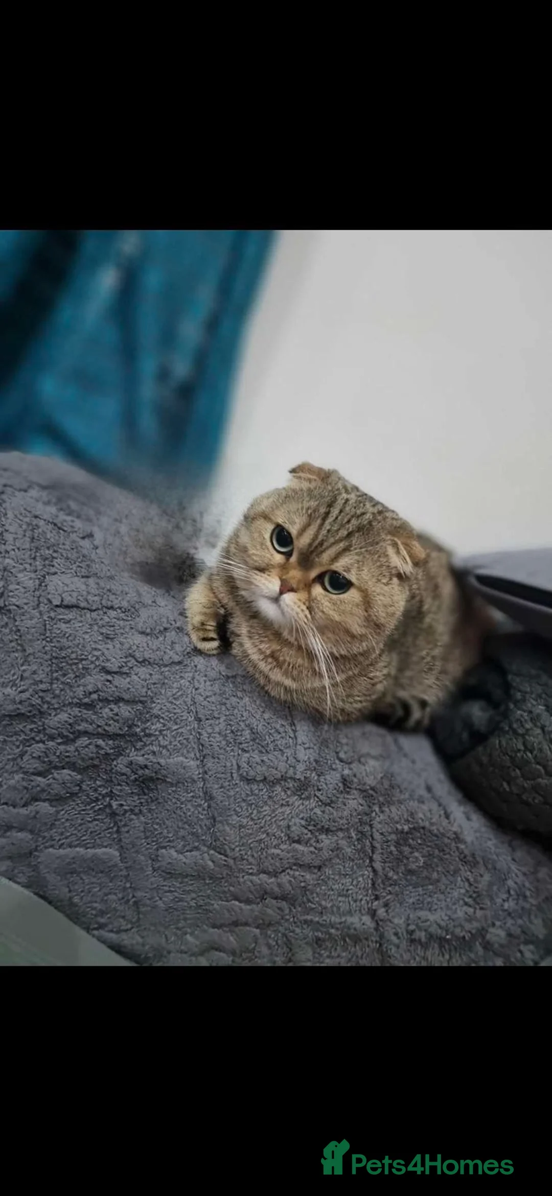Scottish Fold cats for sale: Male Grey tabby scottish fold  - Advert 2